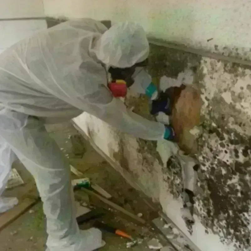 Mold Remediation and Removal in New Braunfels, TX